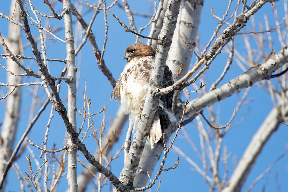 Zapelatz buztangorria - ML650823381