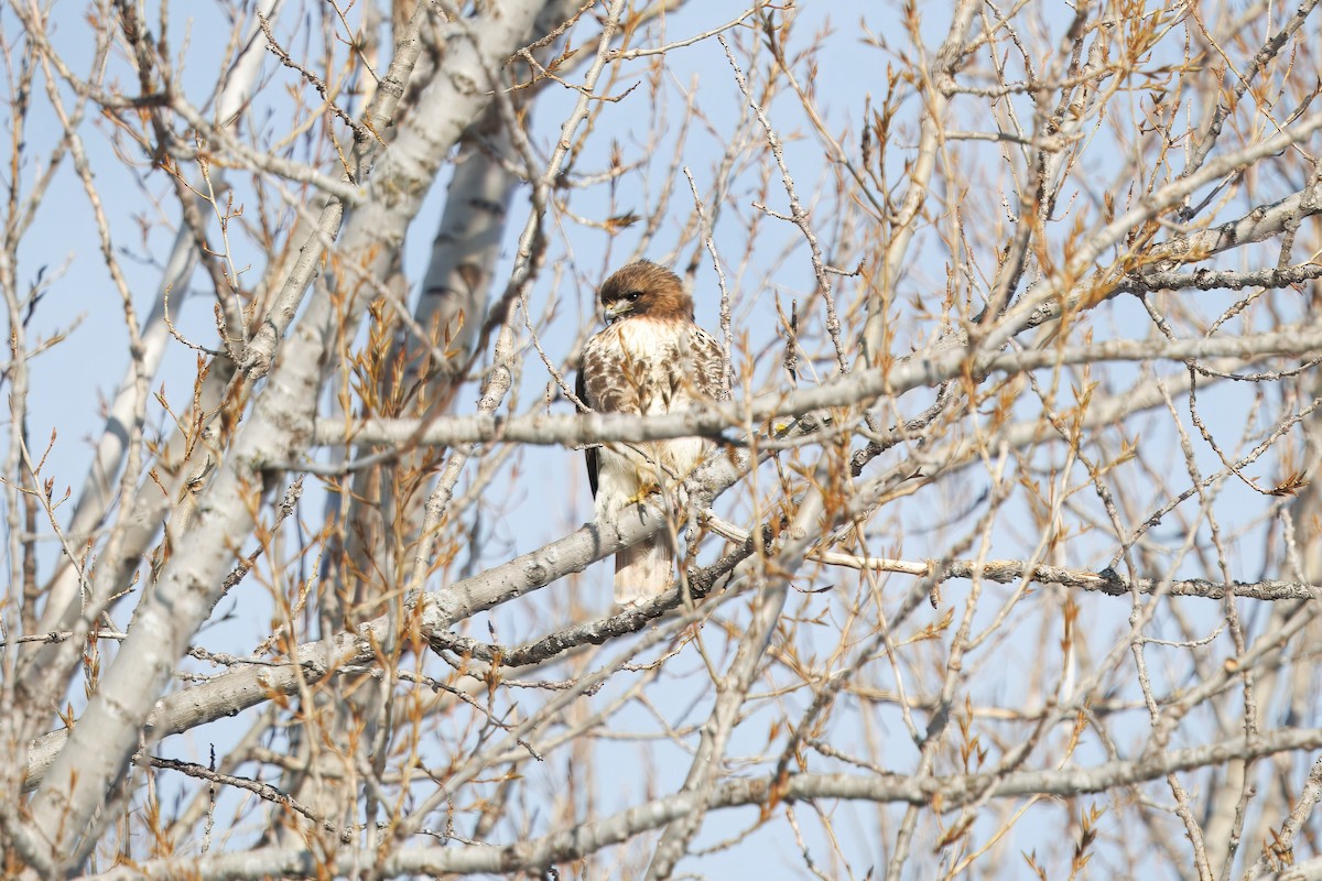 Zapelatz buztangorria - ML650823382