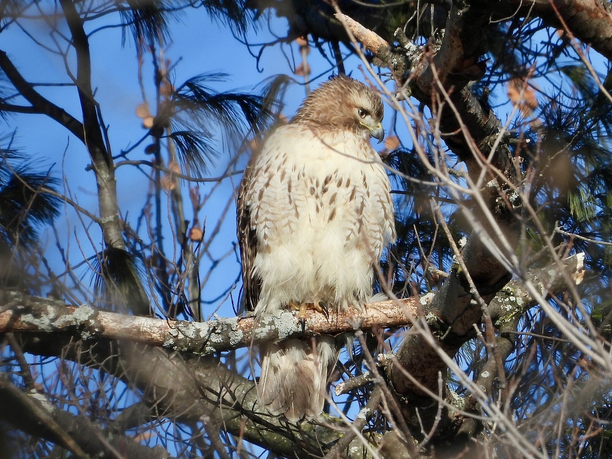 Zapelatz buztangorria - ML650823555