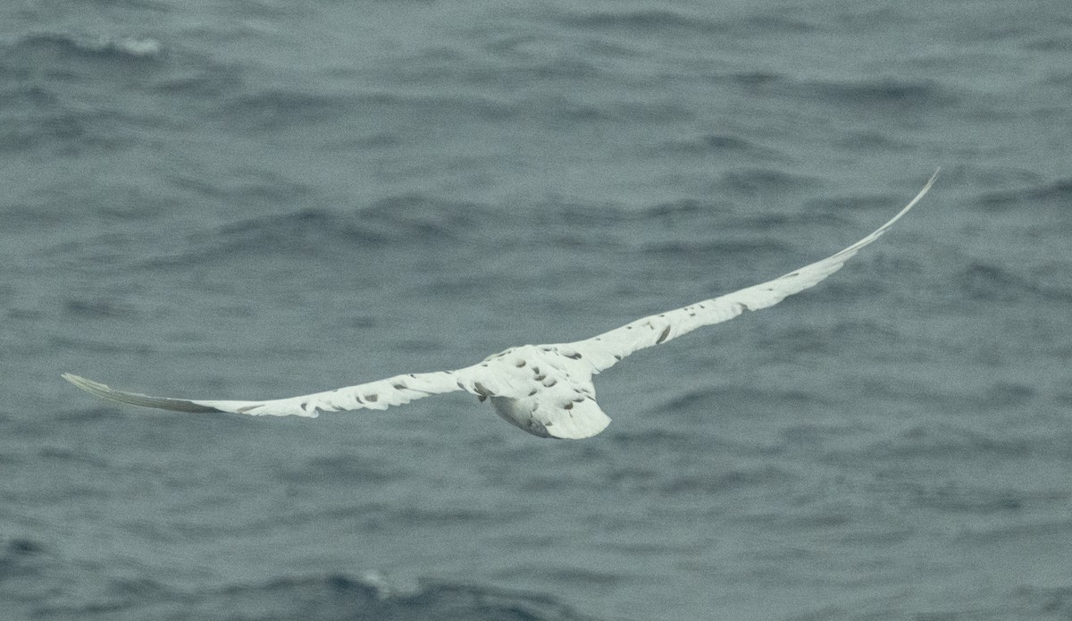 סערון-ענק דרומי - ML650823578