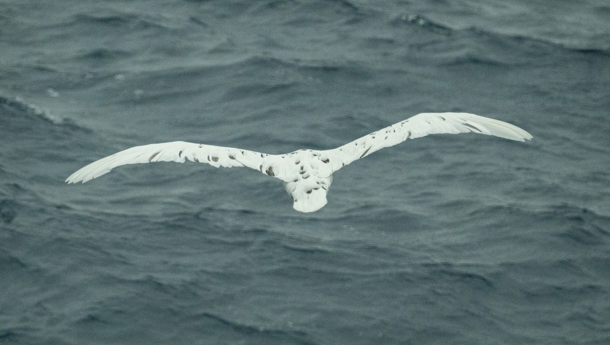 סערון-ענק דרומי - ML650823621