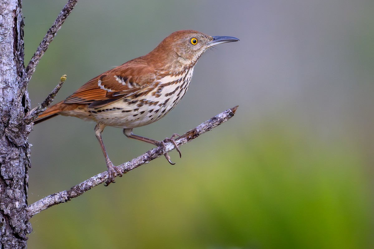 Brown Thrasher - ML650823673