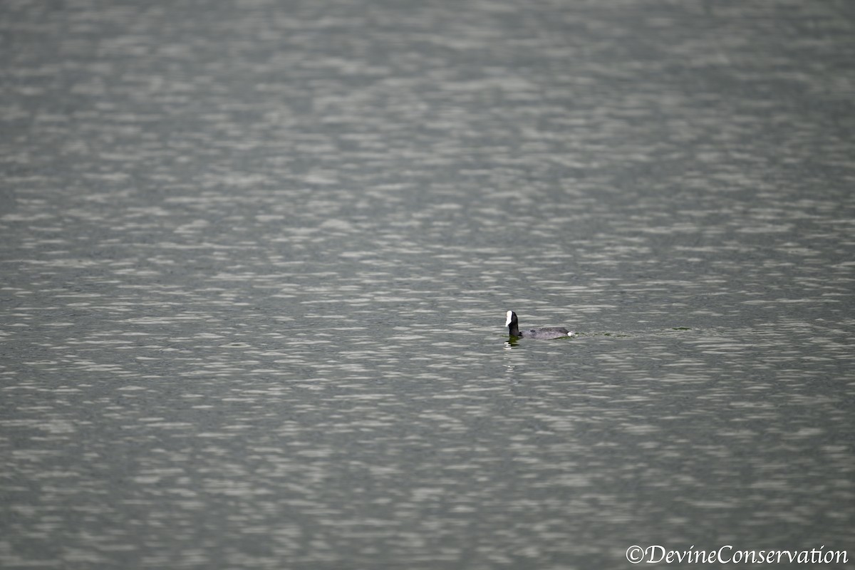 Hawaiian Coot - ML650823718