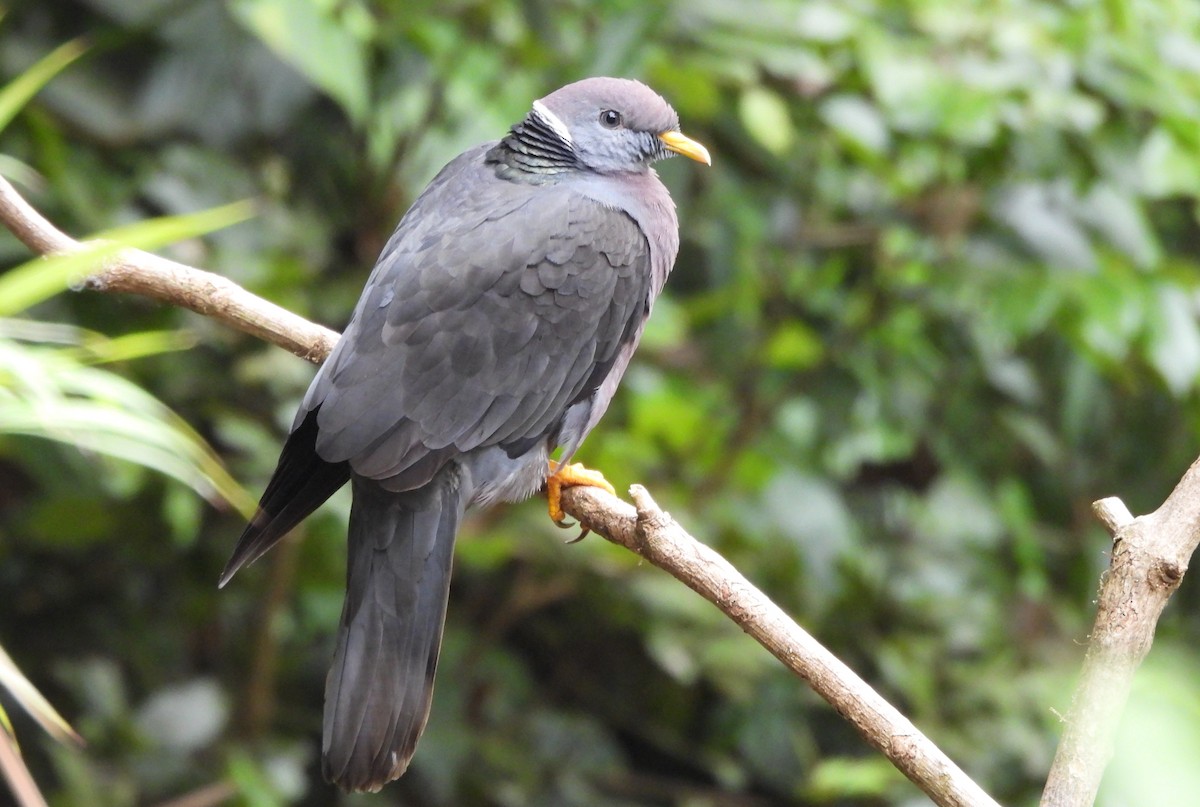 Band-tailed Pigeon (White-necked) - ML650823756