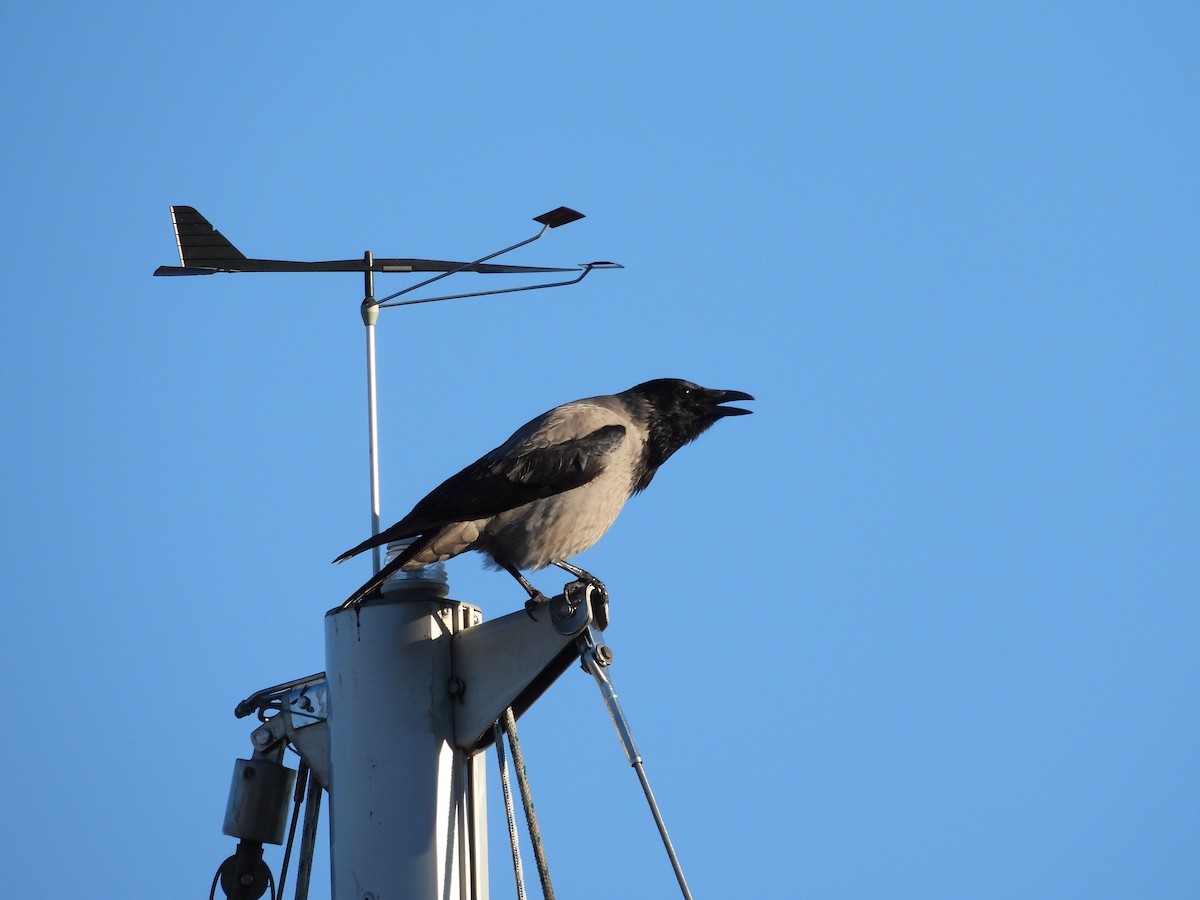 Hooded Crow - ML650823759
