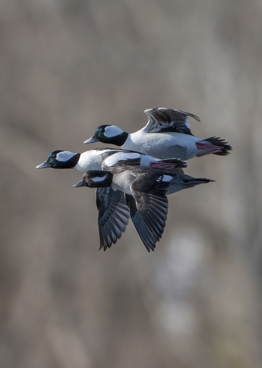 Bufflehead - ML650823760