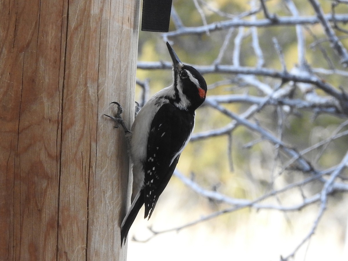 Hairy Woodpecker - ML650823761