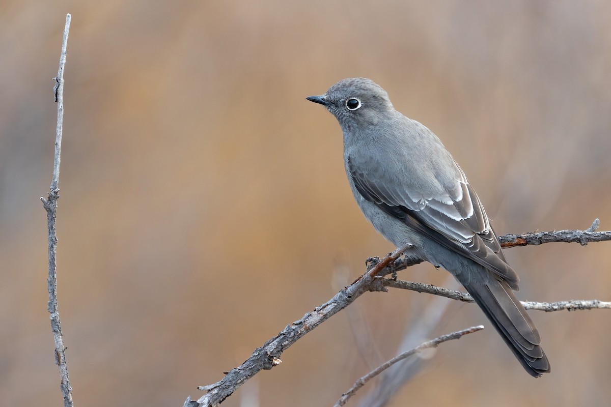 Townsend's Solitaire - ML650823774
