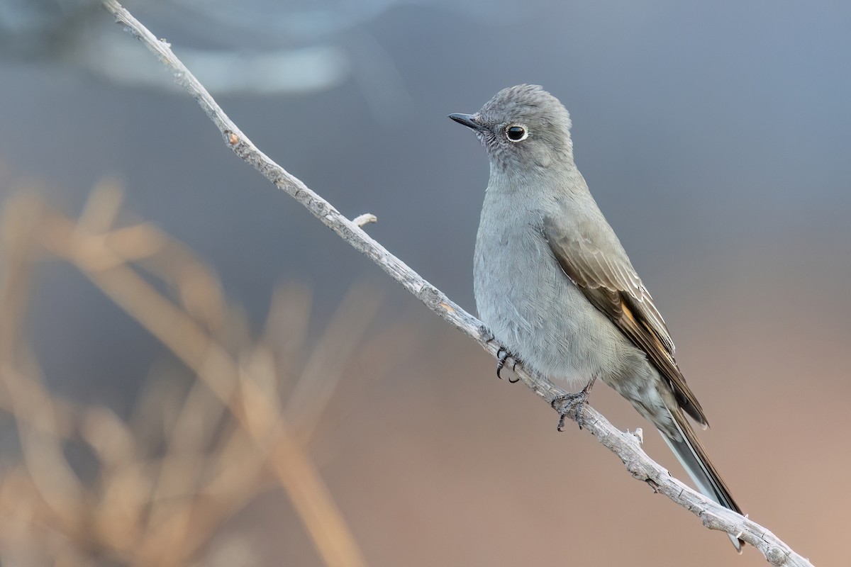 Townsend's Solitaire - ML650823776