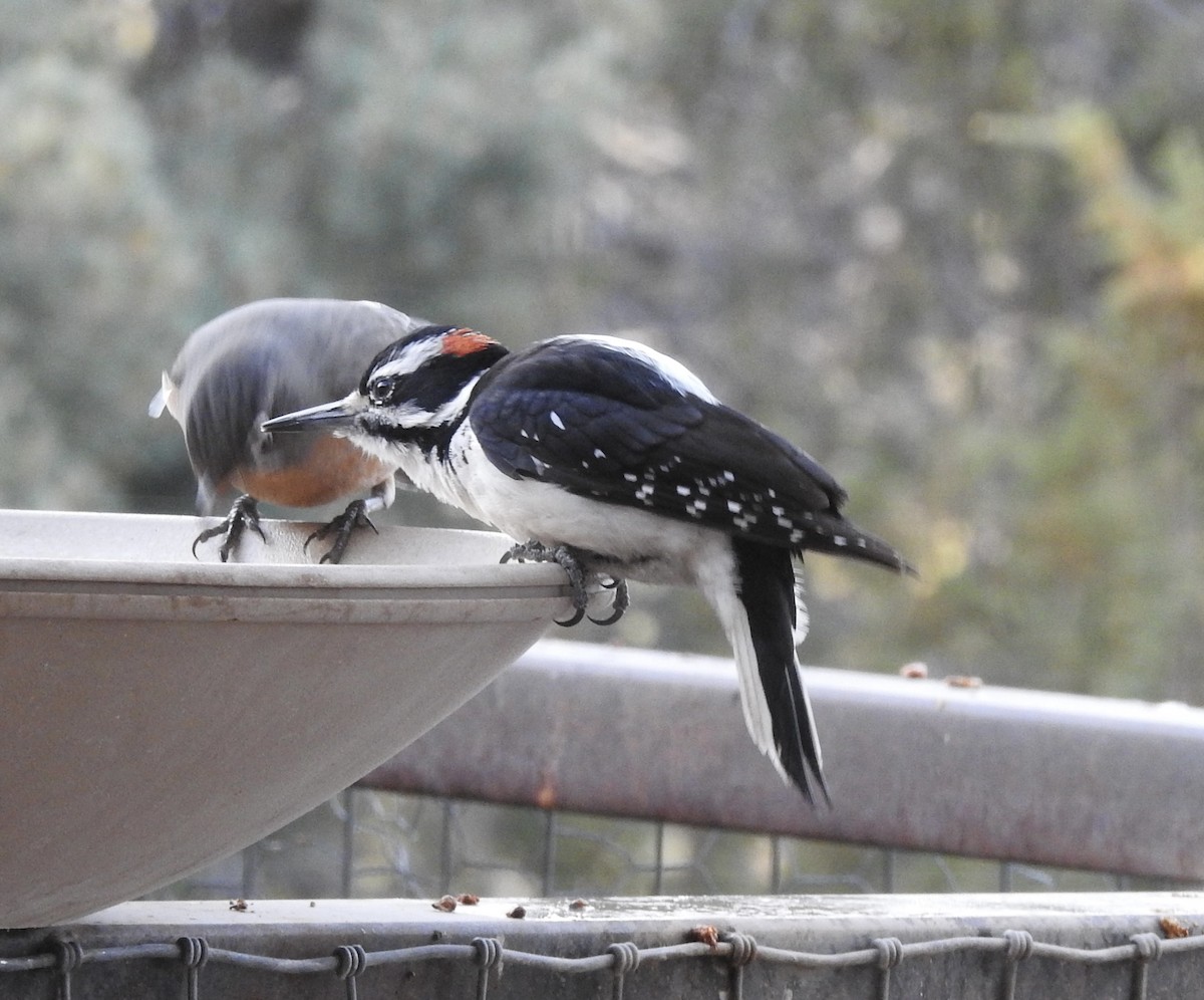 Hairy Woodpecker - ML650823782