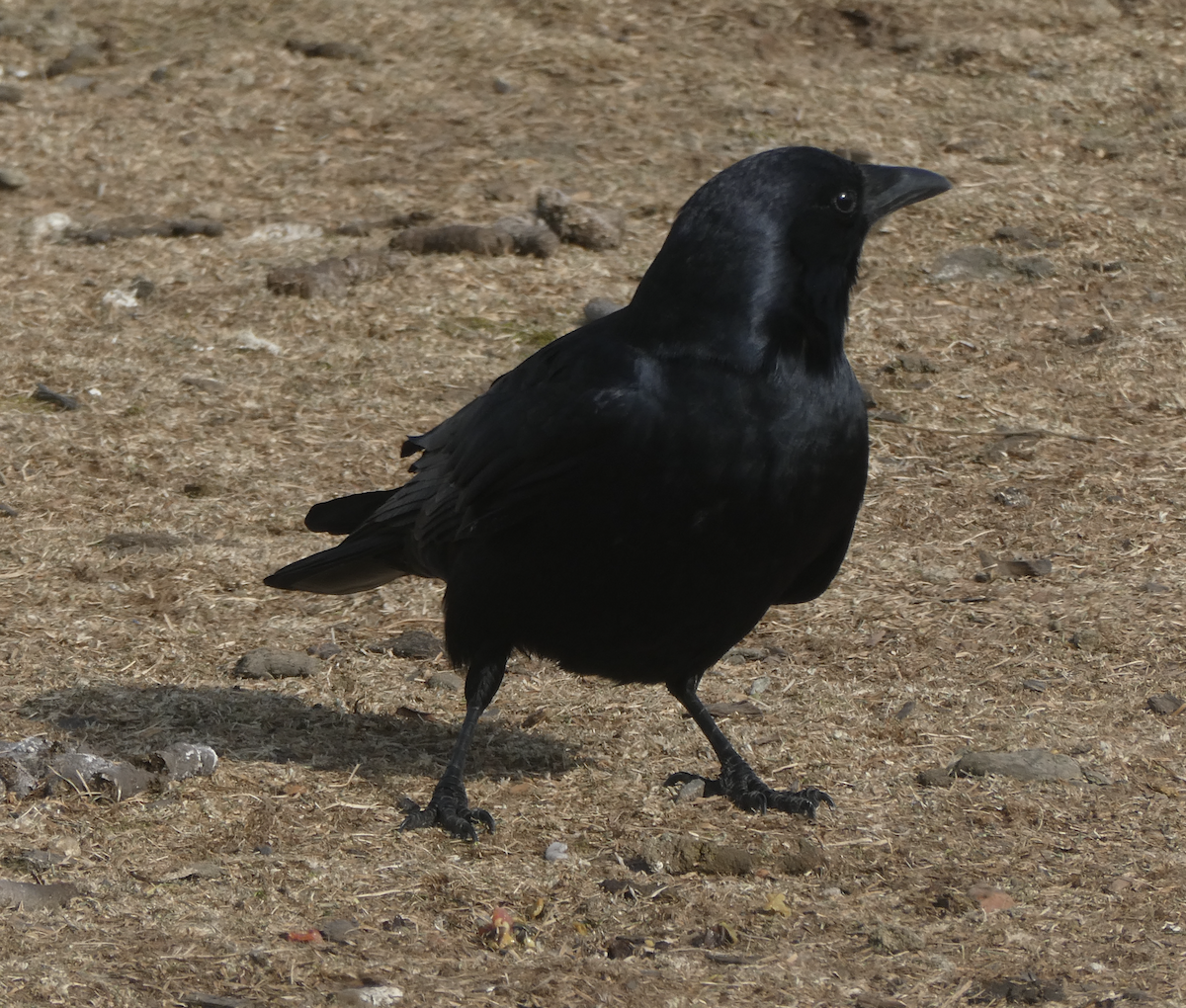 Fish Crow - ML650823784