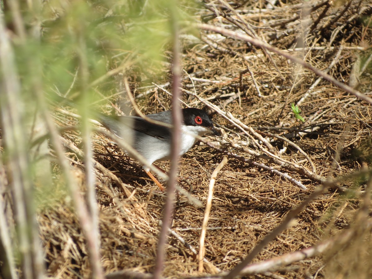 Sardinian Warbler - ML650823785