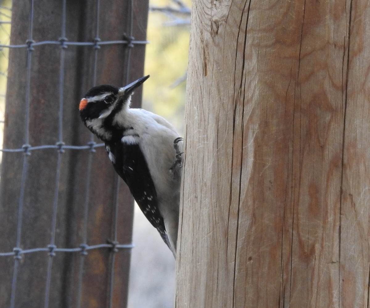 Hairy Woodpecker - ML650823787