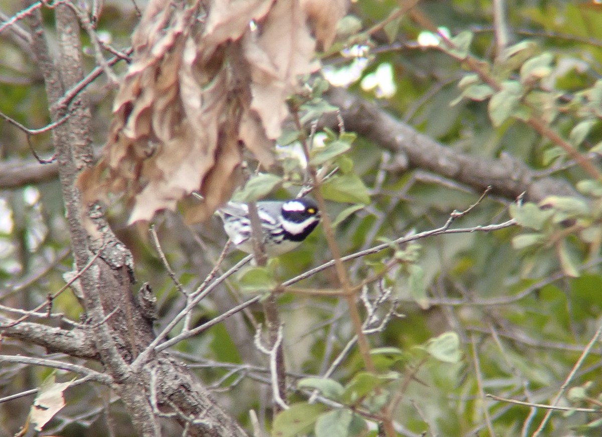 Black-throated Gray Warbler - ML650823790