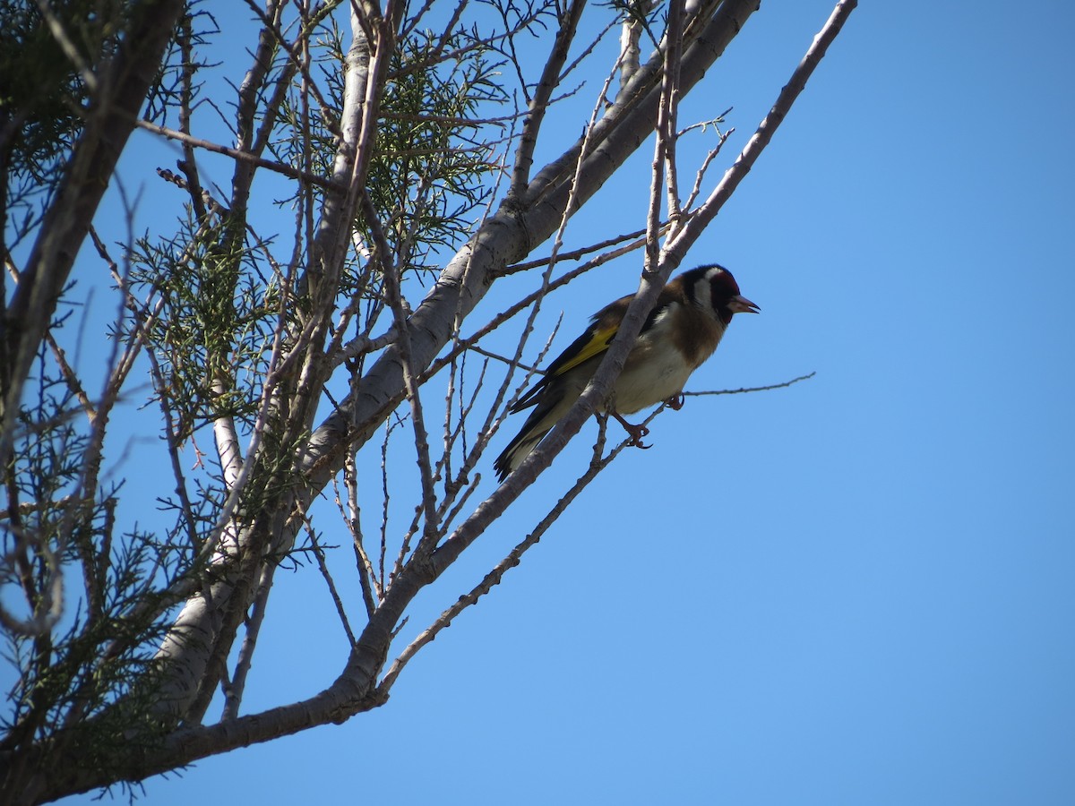 European Goldfinch - ML650823791