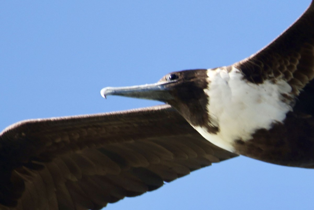 Magnificent Frigatebird - ML650823793