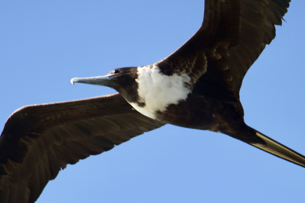 Magnificent Frigatebird - ML650823794
