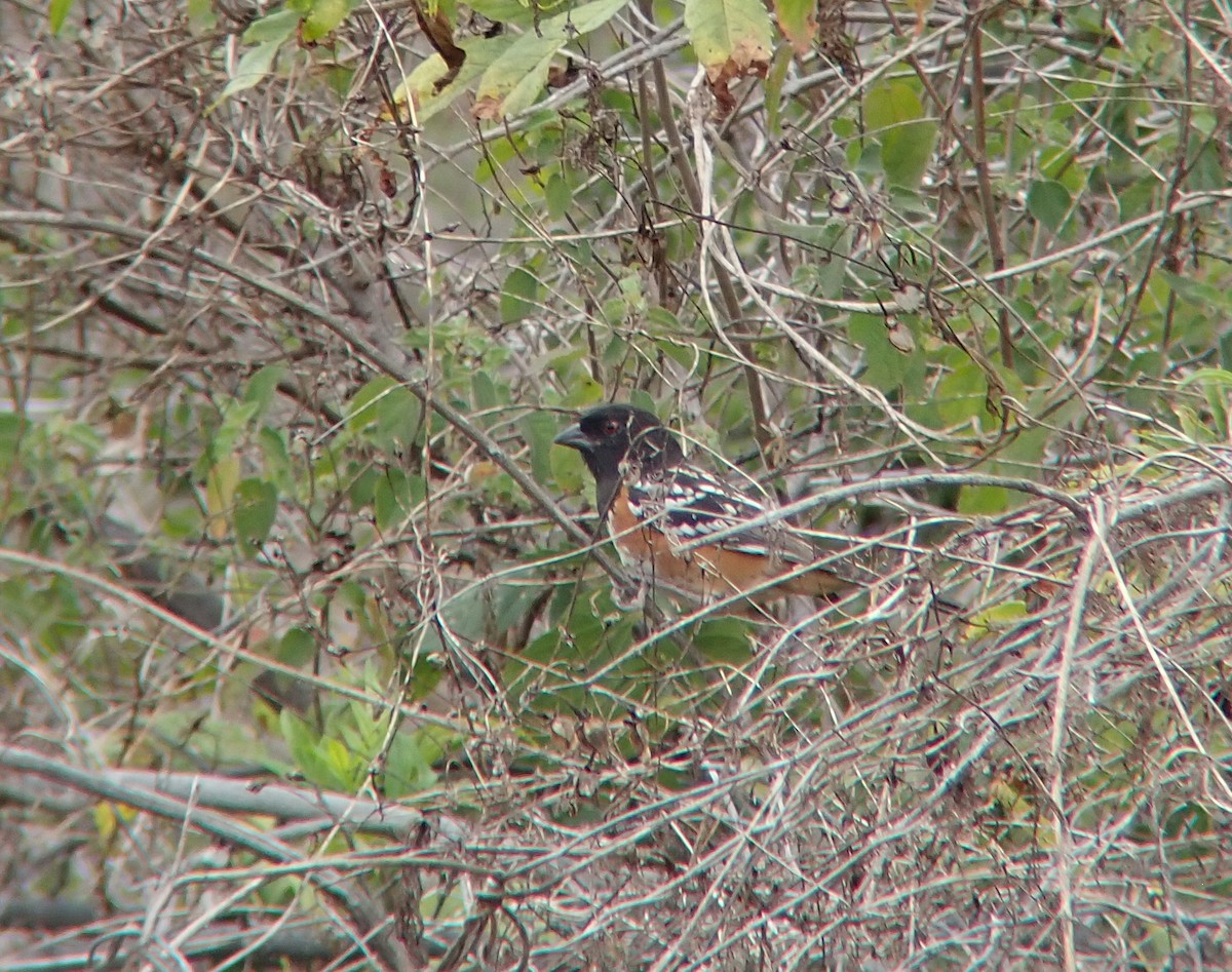 Spotted Towhee - ML650823795