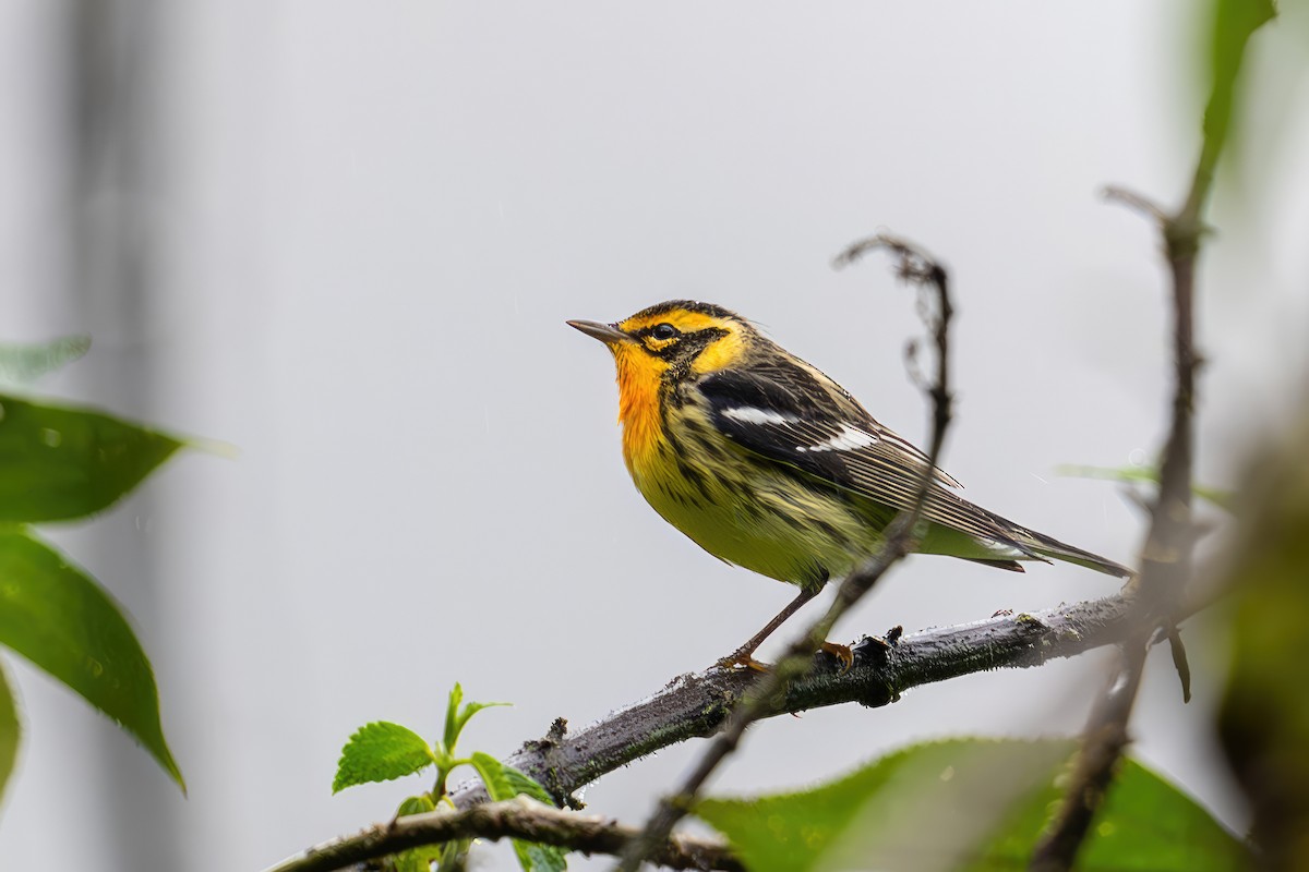 Blackburnian Warbler - ML650823797