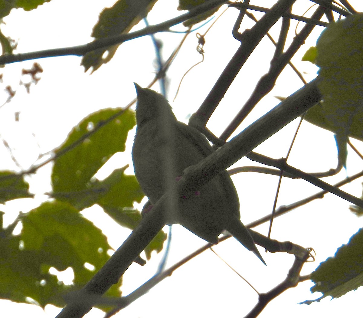 Lance-tailed Manakin - ML650823798