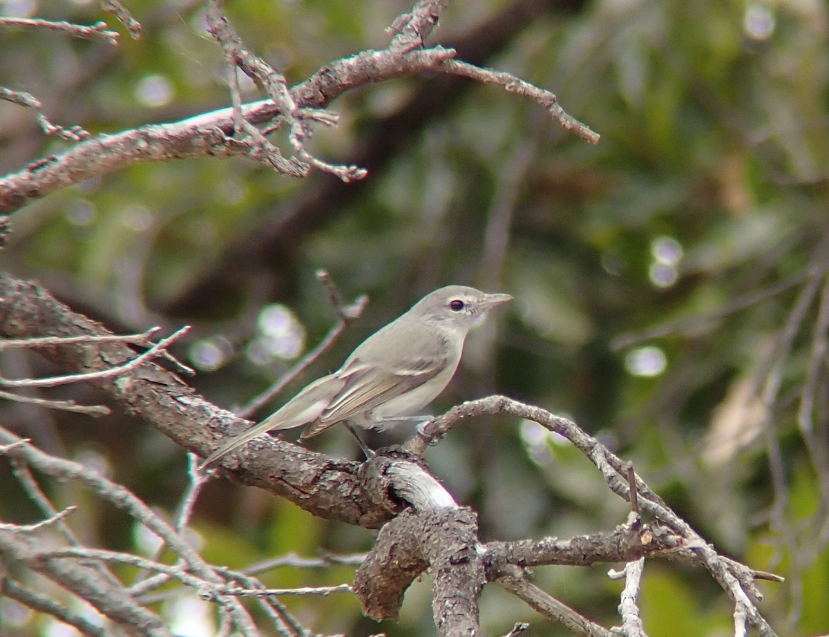 Bell's Vireo - ML650823799