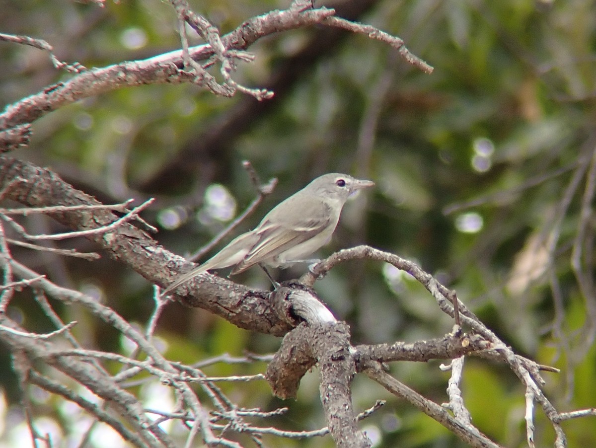 Bell's Vireo - ML650823800