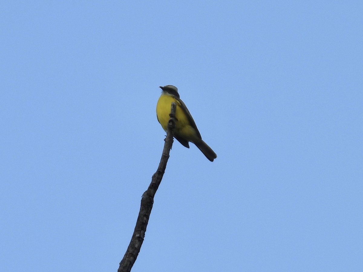 Social Flycatcher - ML650823804