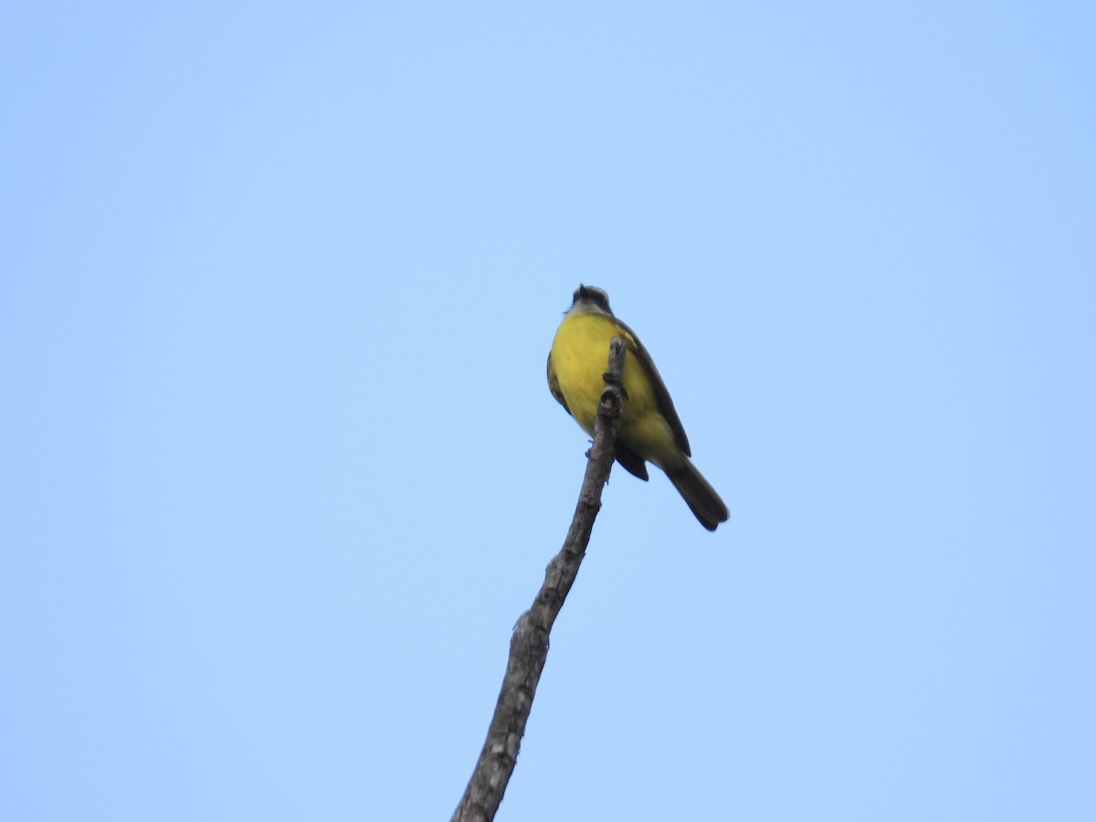 Social Flycatcher - ML650823805