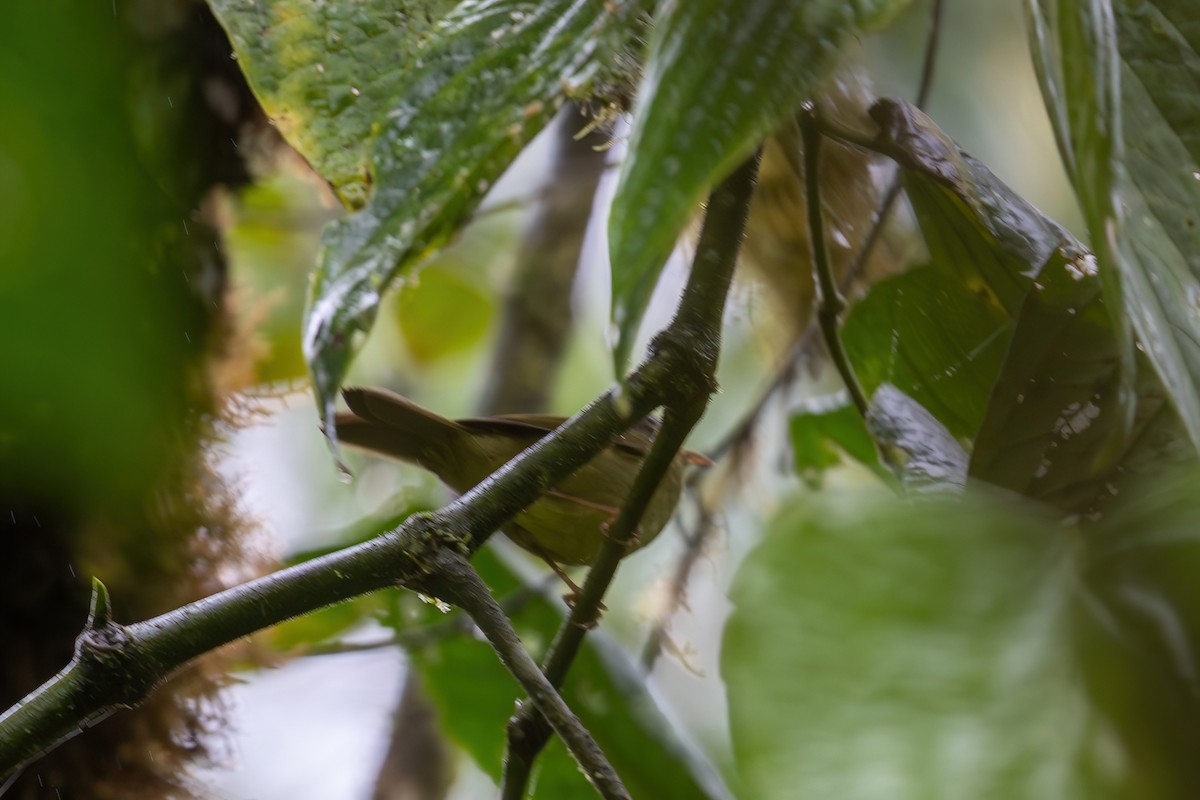 Three-striped Warbler (daedalus) - ML650823806