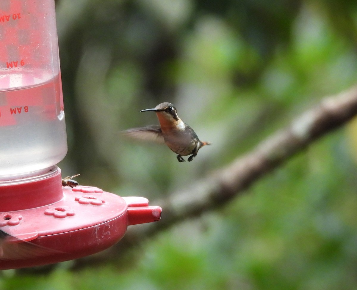 Gorgeted Woodstar - ML650823807