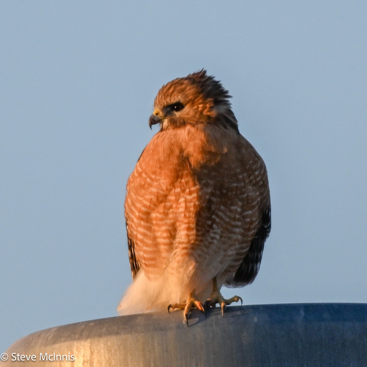 Red-shouldered Hawk - ML650823814