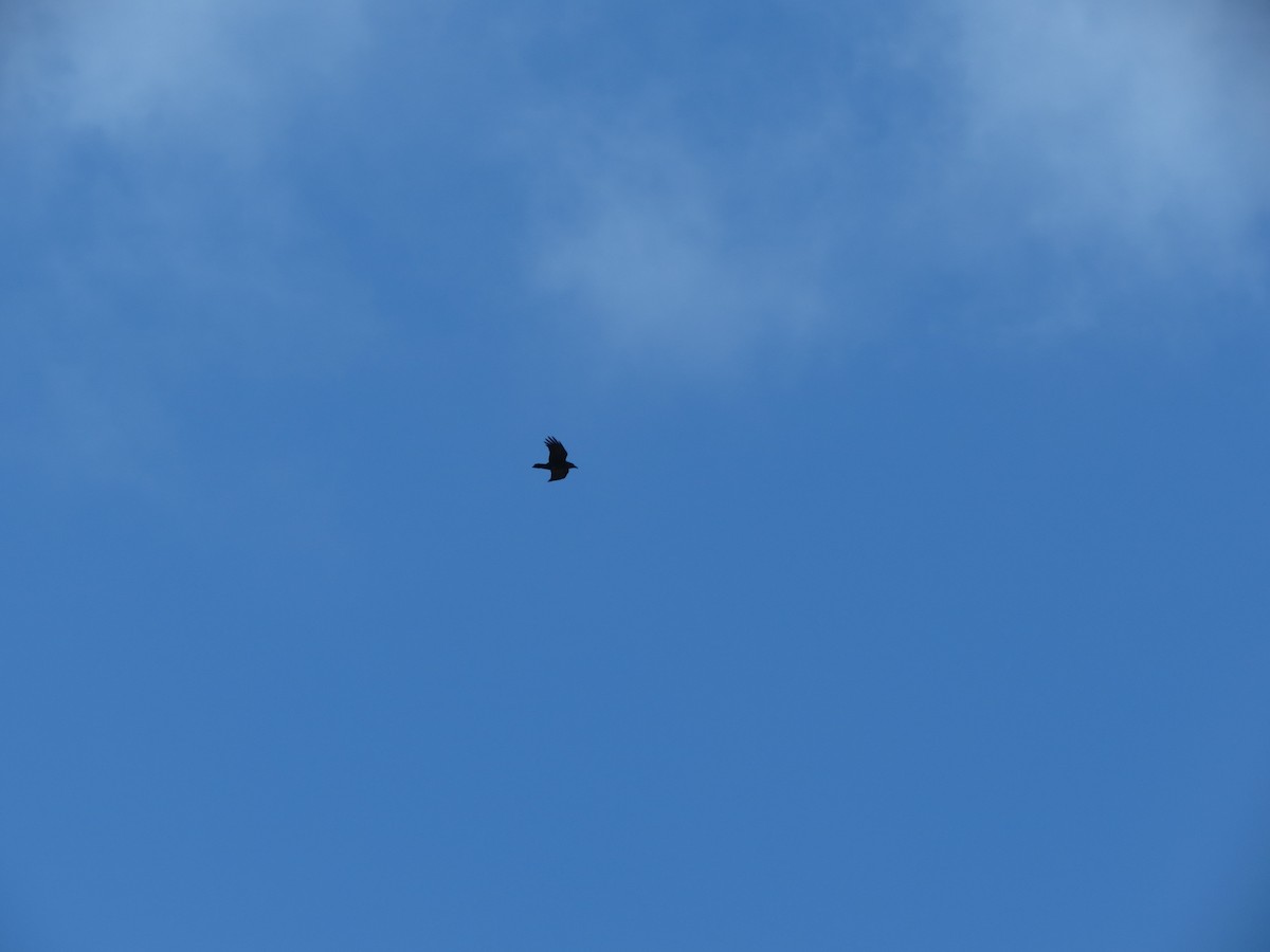 Common Raven - ML650823816