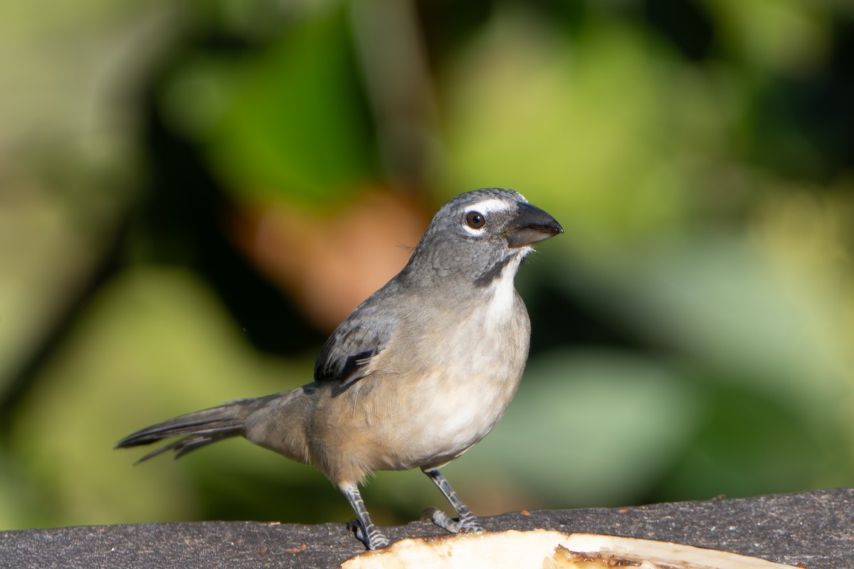 Olive-gray Saltator - ML650823817