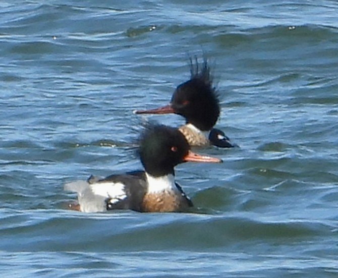 Red-breasted Merganser - ML650823818