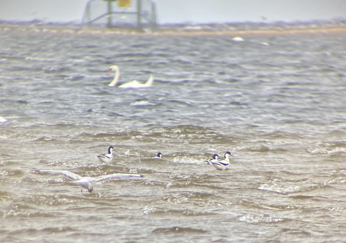 Pied Avocet - ML650823987