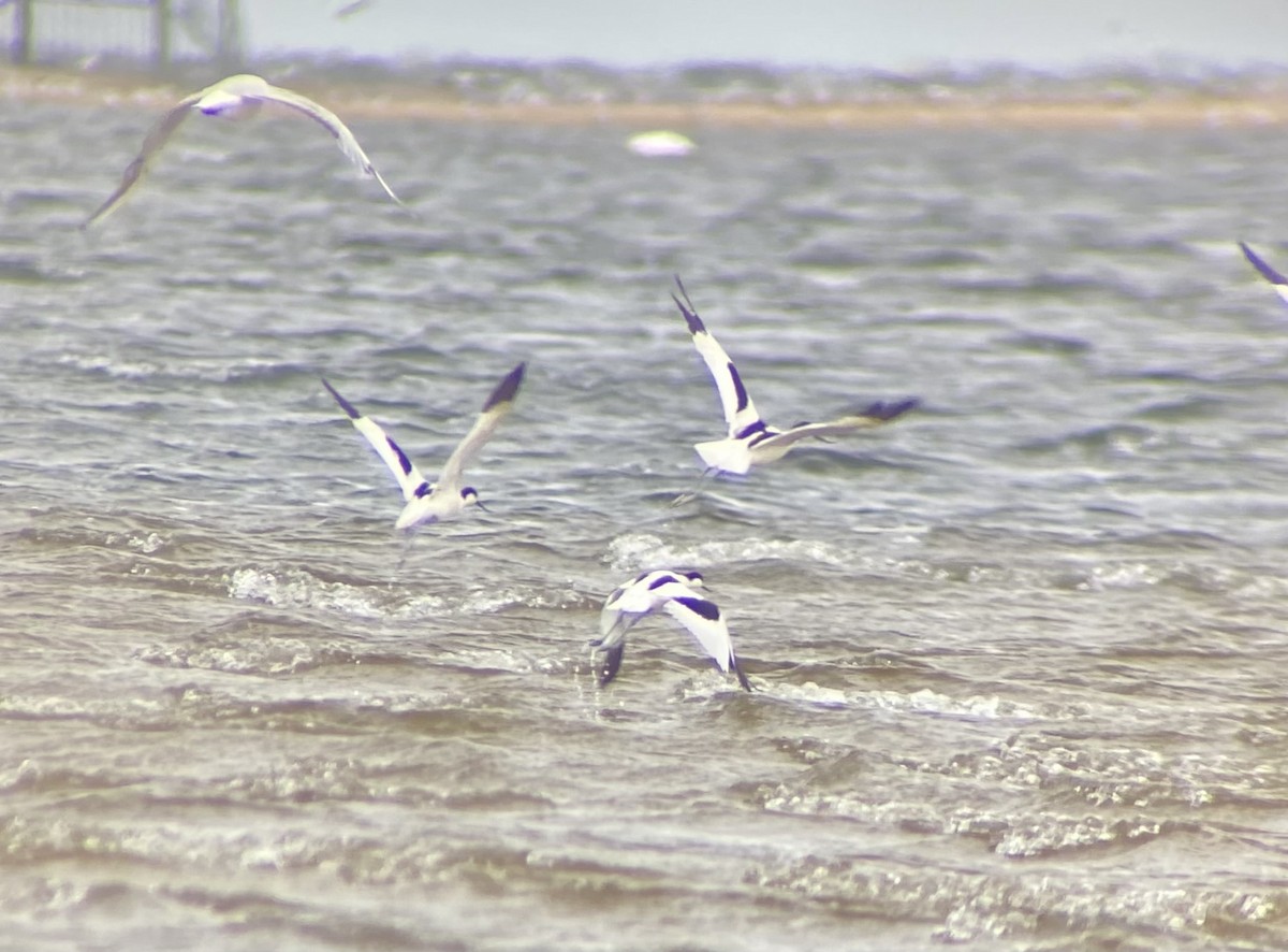 Pied Avocet - ML650823988