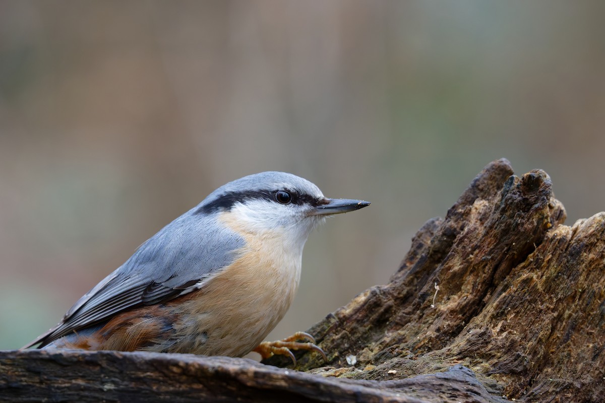 Garrapo eurasiarra - ML650823995