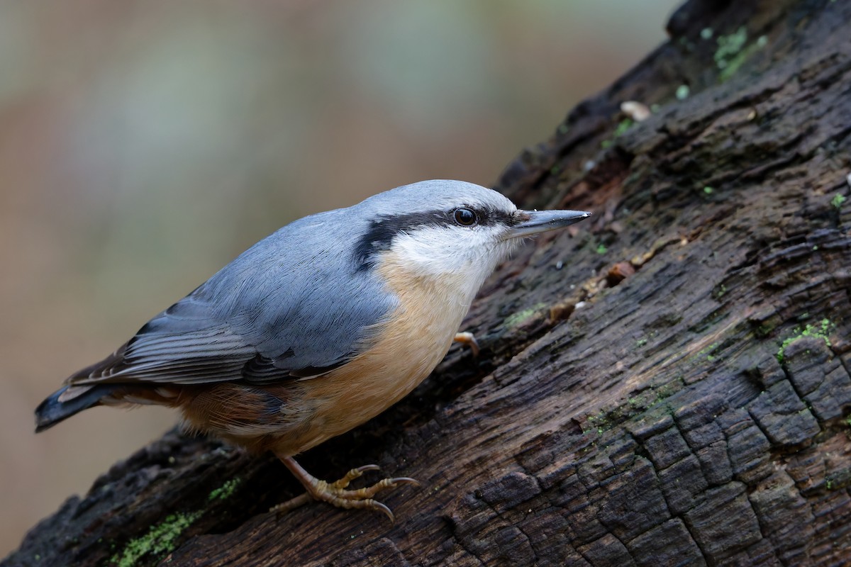 Garrapo eurasiarra - ML650823996