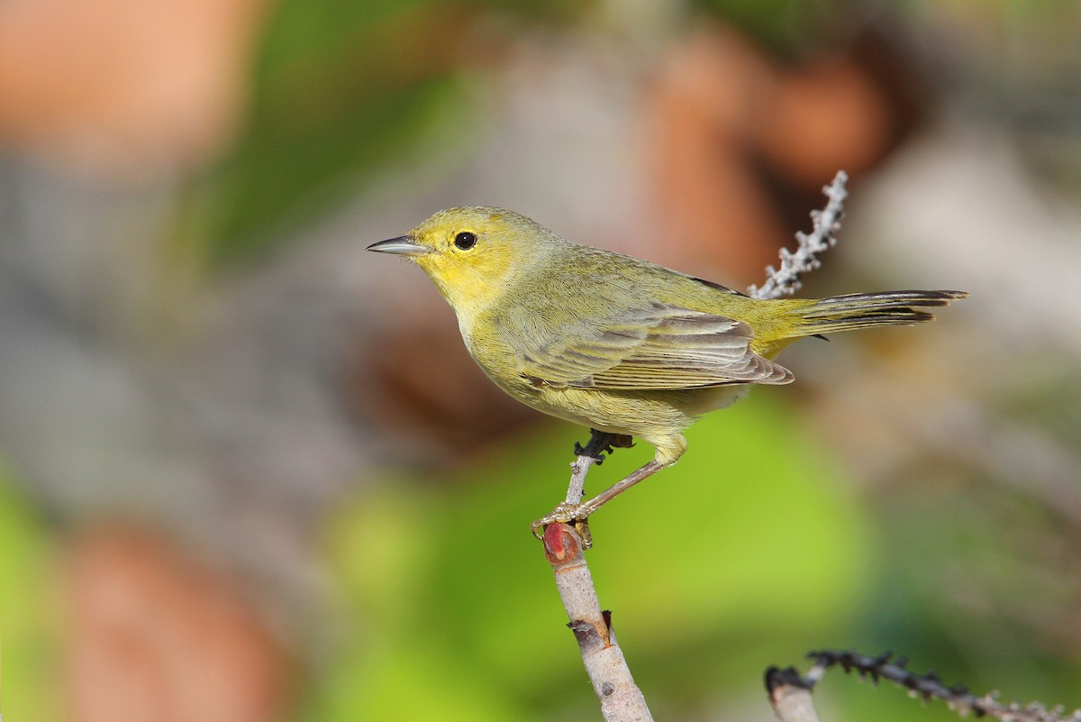 Yellow Warbler (Golden) - ML65082401