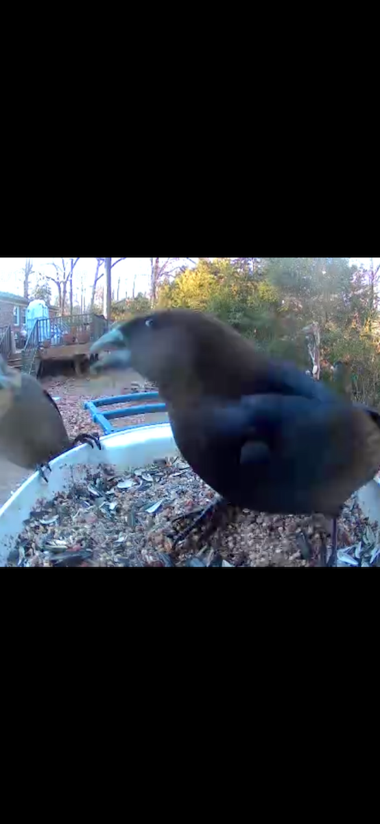 Brown-headed Cowbird - ML650824183