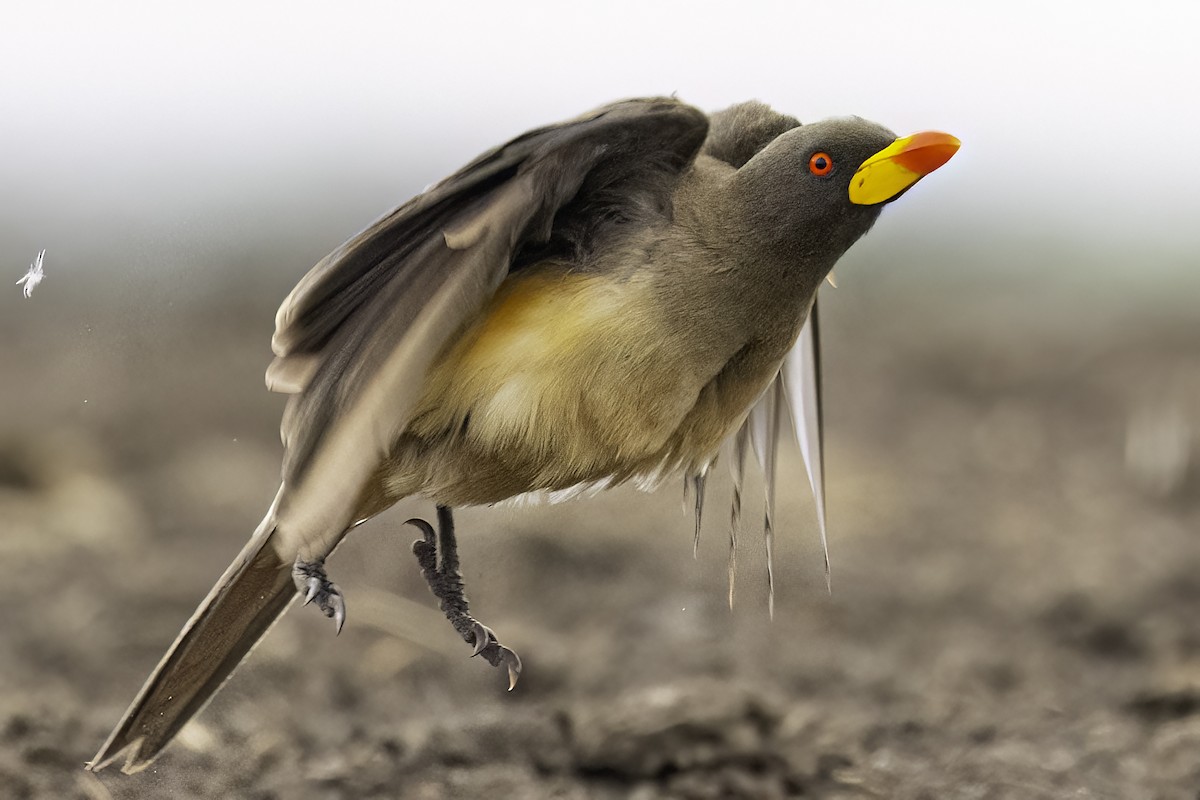 Yellow-billed Oxpecker - ML650824202