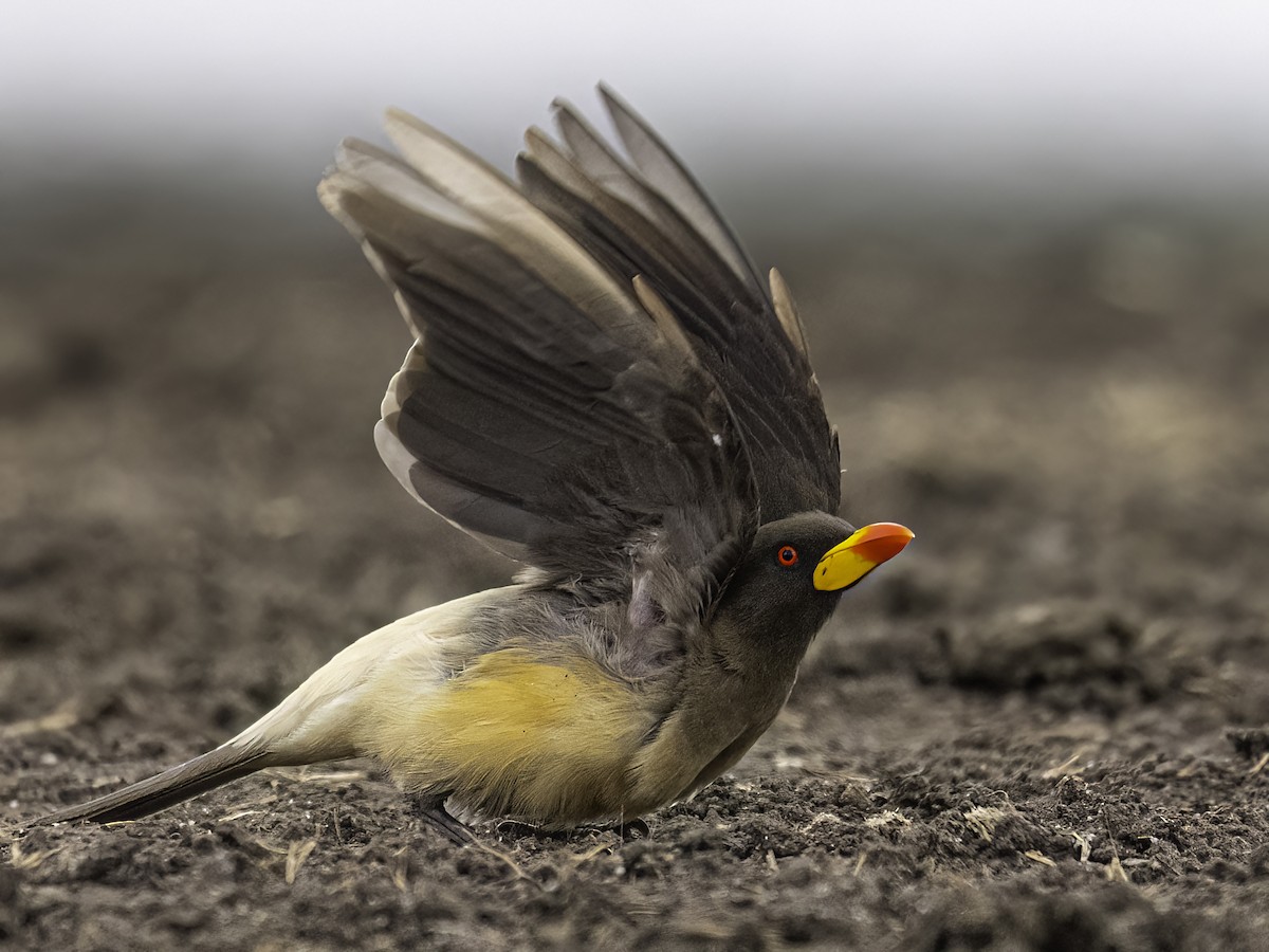 Yellow-billed Oxpecker - ML650824203