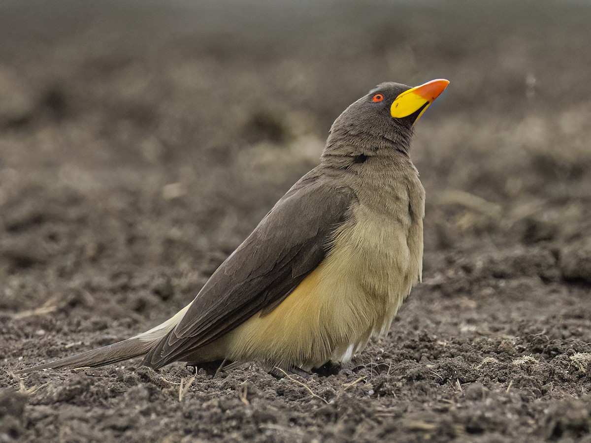 Yellow-billed Oxpecker - ML650824204