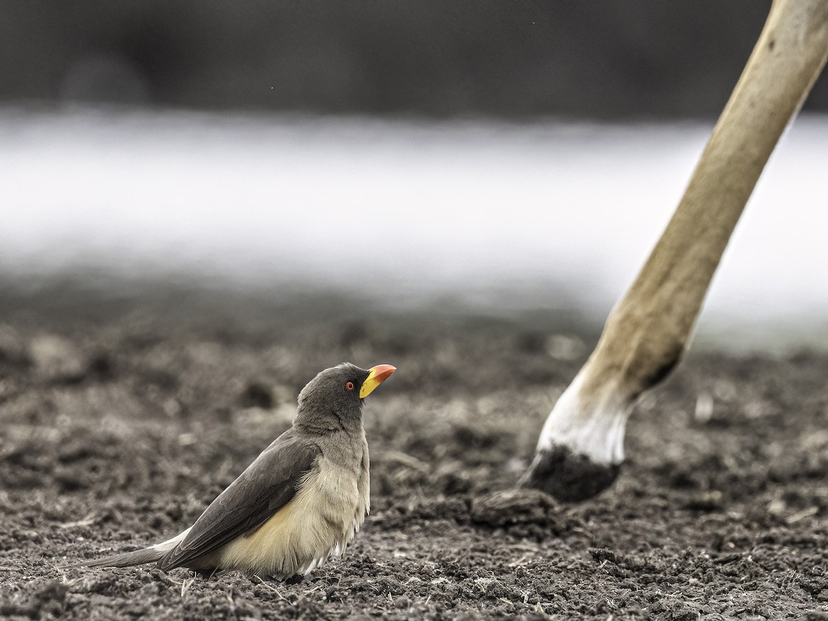 Yellow-billed Oxpecker - ML650824205