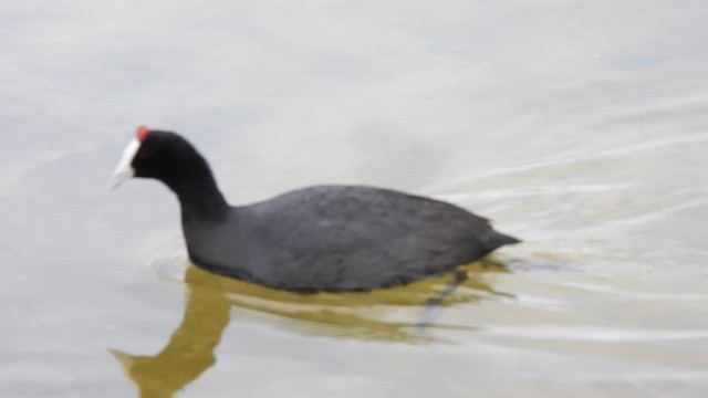 Tepeli Meke - ML650824243