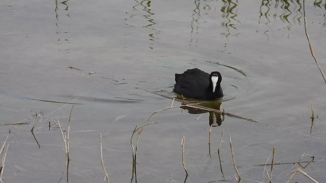 Tepeli Meke - ML650824244