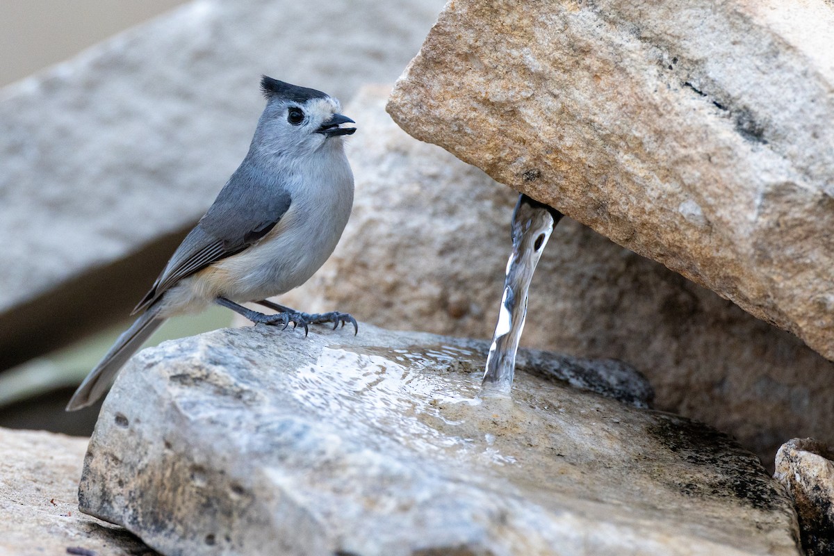 Black-crested Titmouse - ML650824310
