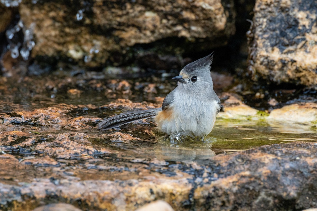 Black-crested Titmouse - ML650824312