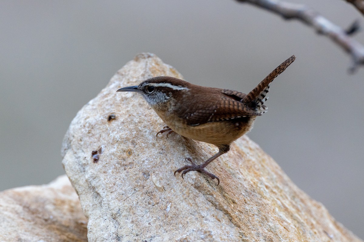 Carolina Wren - ML650824321