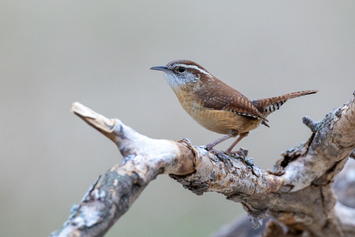 Carolina Wren - ML650824322